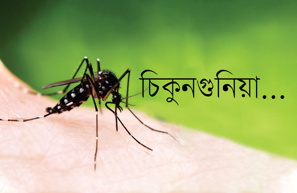chikungunia