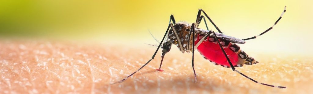 dengue